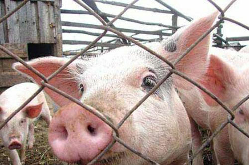 В Омской области введен режим ЧС из-за чумы свиней