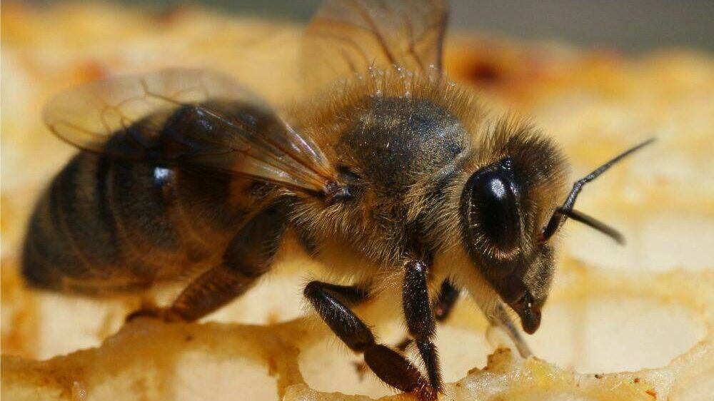 Америка рукоплещет женщине, спасшей своих внучек от нападения диких пчел