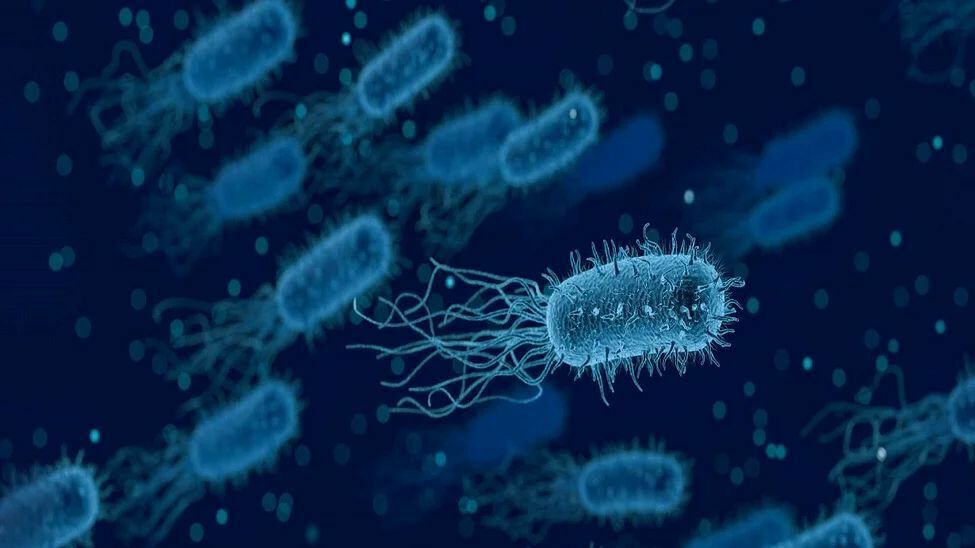 На МКС обнаружили неизвестные науке бактерии