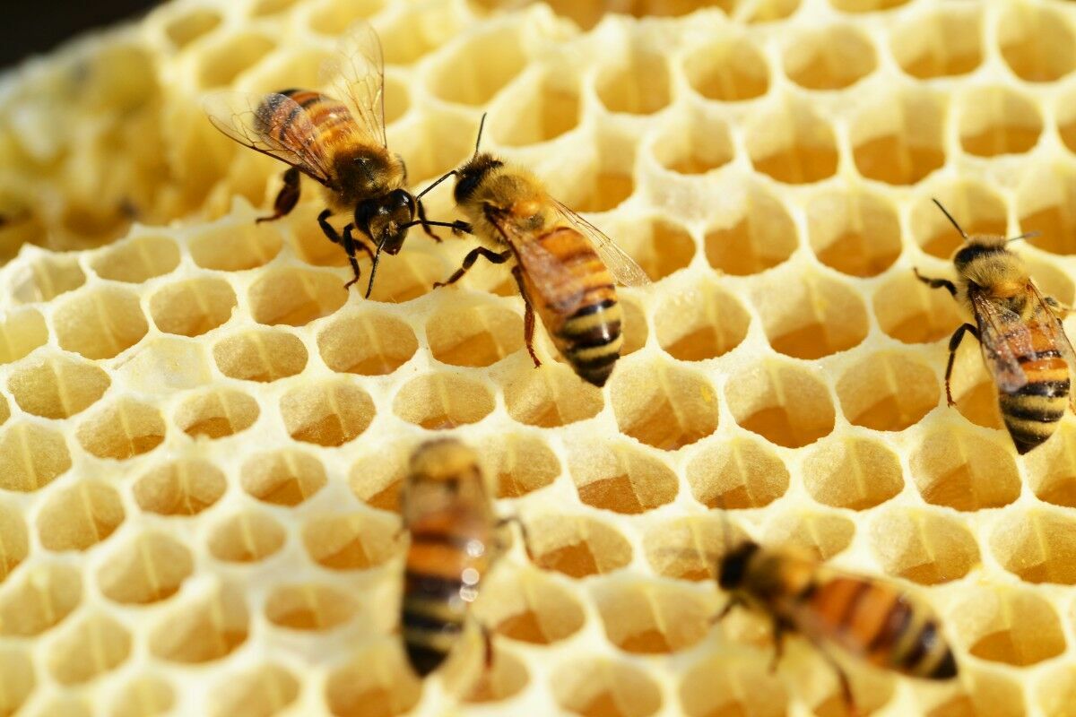 На Алтае массово гибнут пчелы