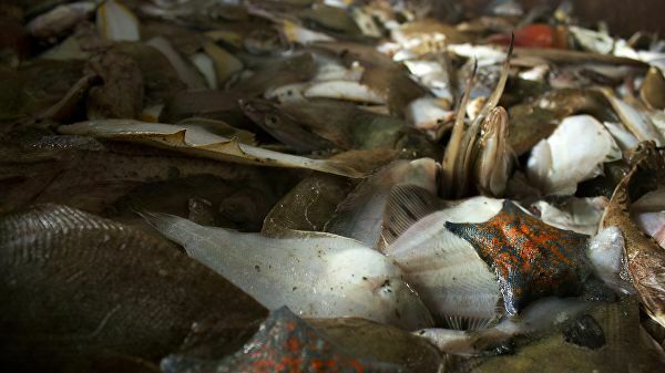 Asahi Shimbun: Россия восстанавливает рыбное хозяйство