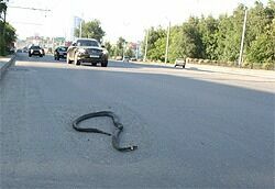 В центре Челябинска автомобиль переехал полуметровую змею