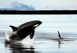 Greenpeace одобрил перевод косаток из китовой тюрьмы на волю