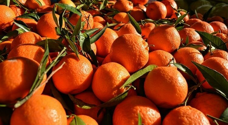 Дешевых апельсинов в России не будет до начала ноября