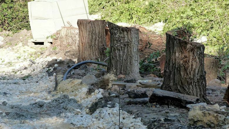 Волгоградские власти заметили гибель деревьев