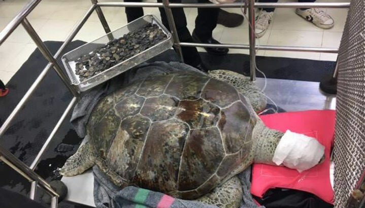 Россиянин, убивший редкую черепаху, скрывался на Филиппинах от правосудия