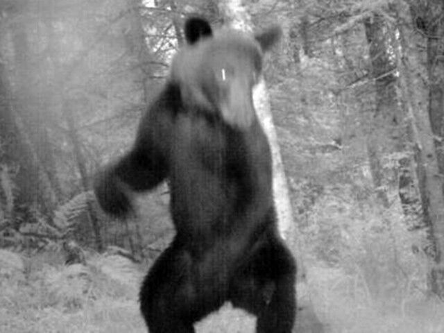 В нацпарке «Шушенский бор» найден медведь-стриптизер и бобер-путешественник