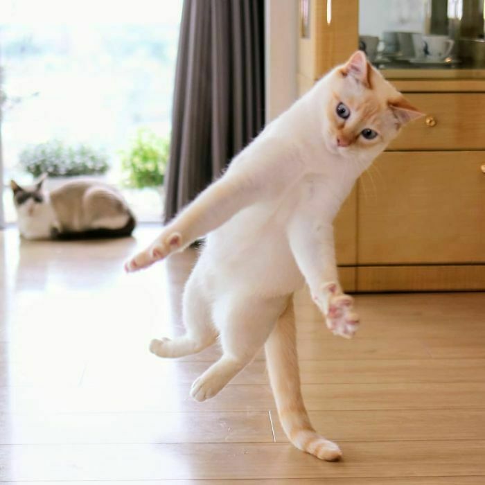 Кошка из Японии покорила пользователей Сети танцами