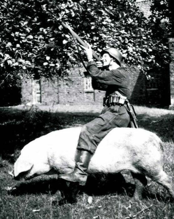 Немецкий солдат упражняется в стрельбе, сидя на свинье. СССР, Западная Украина, 1941 год 
