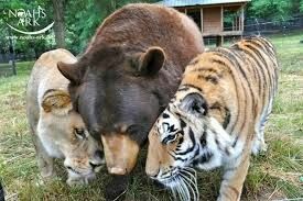 Два льва, два тигра, ягуар и медведь сбежали из зоопарка в Германии