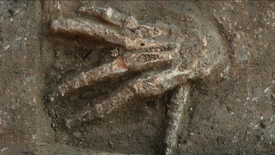Доказательство отрубания рук у врага в Древнем Египте обнаружили археологи