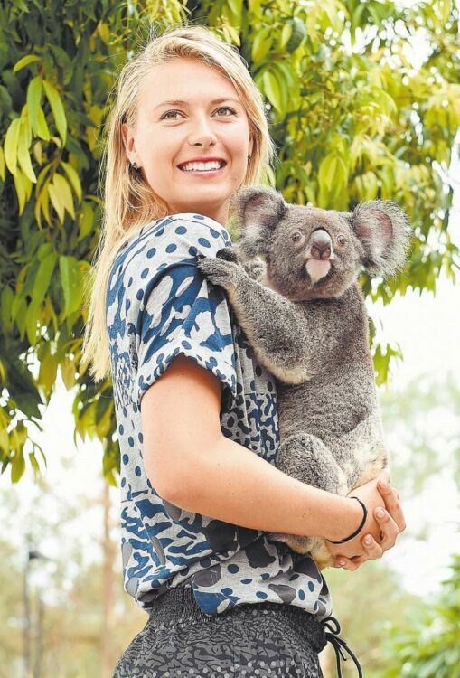 Одна коала хорошо, а две – лучше