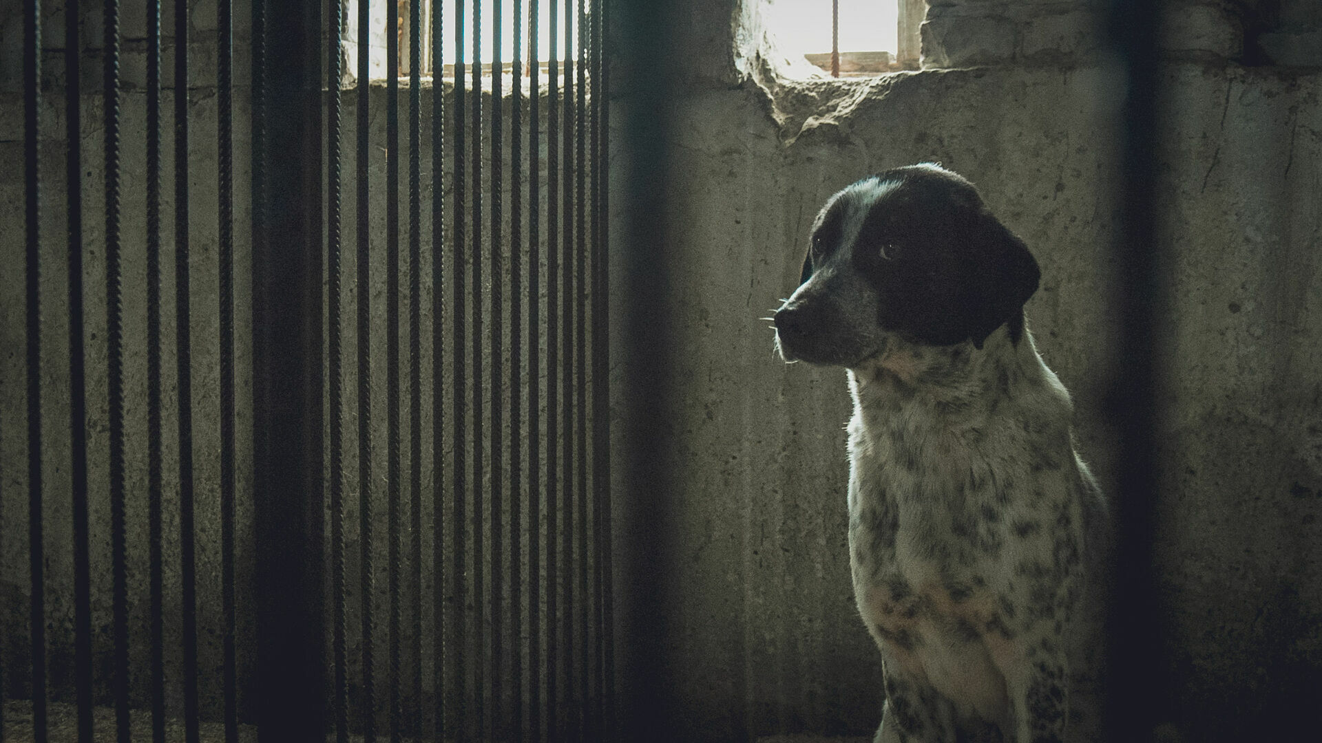 Тысячи бездомных псов и ноль приютов: кто ответит за растерзанного ребенка в Башкирии
