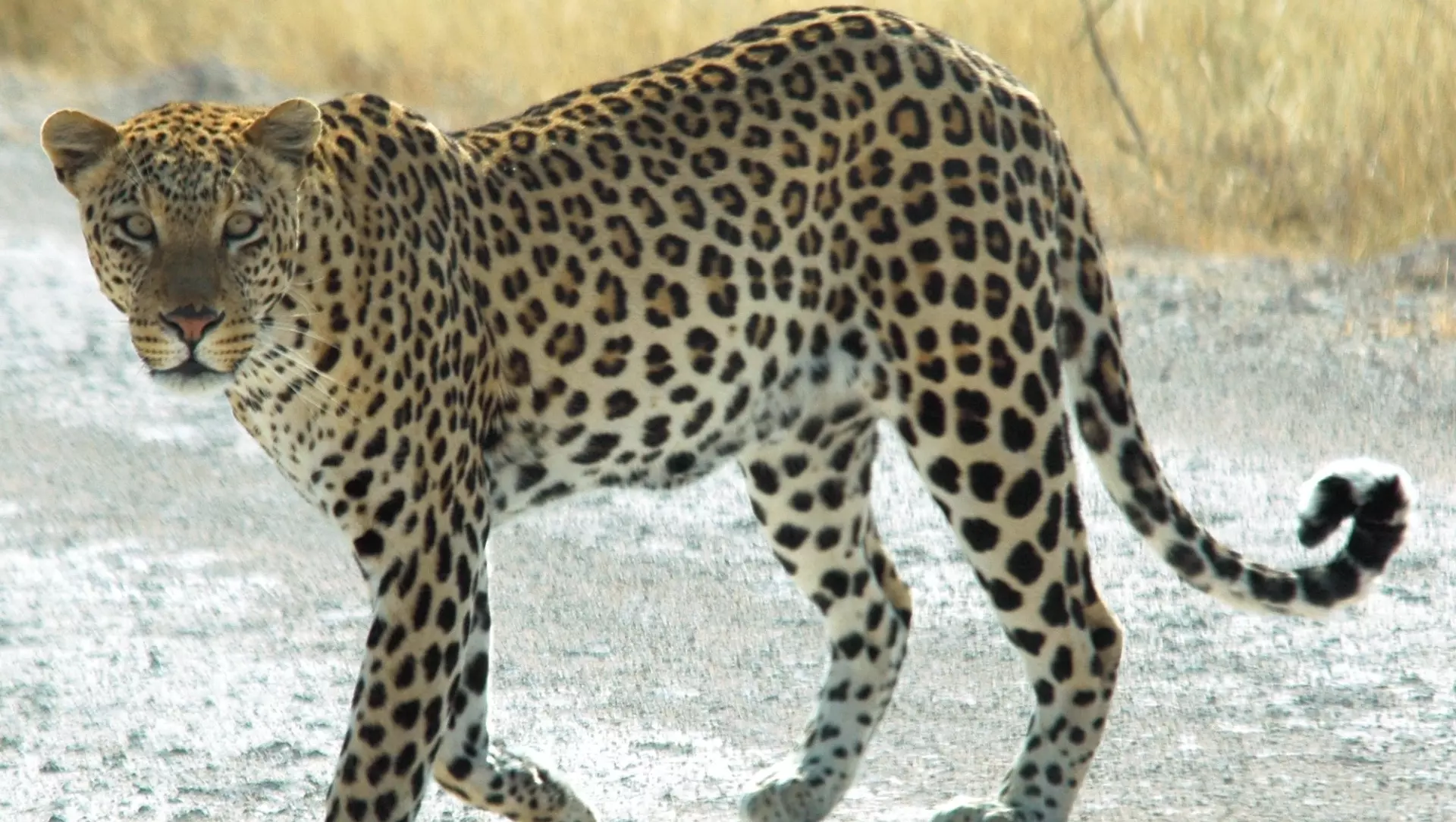 В Ставропольском крае застрелили сбежавшего леопарда, напавшего на хозяина