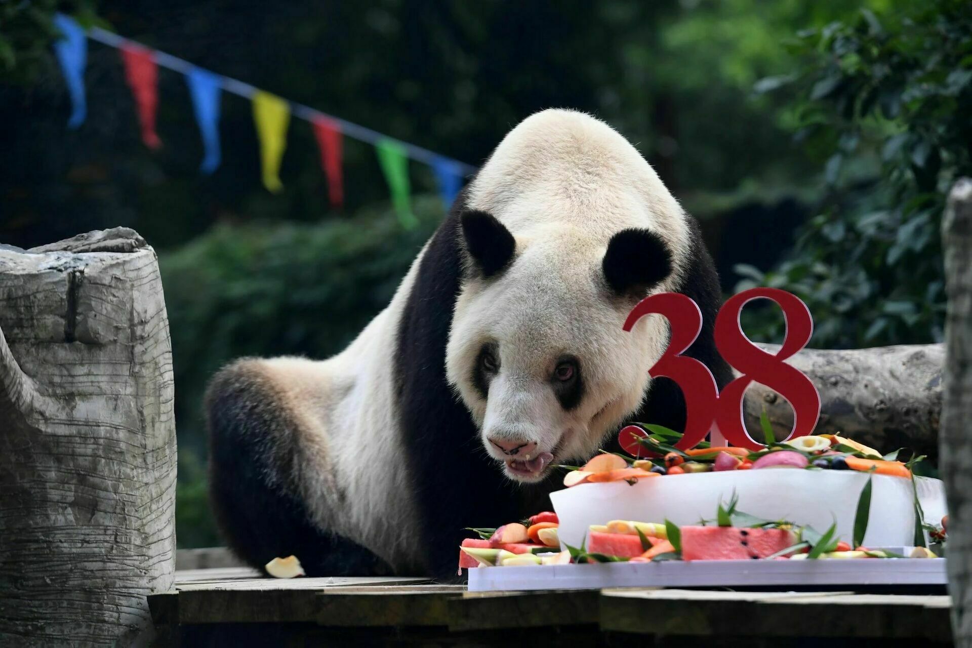 Синь Син с праздничным тортом в зоопарке Чунцина в августе