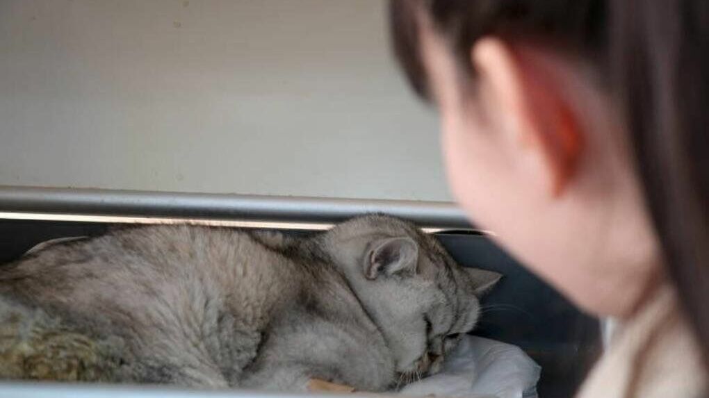 В Турции спасли кота, который оставался под завалами почти два месяца