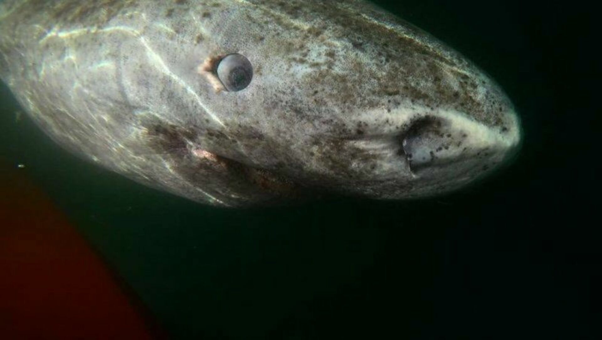Старейшее живое существо. Гренландская Полярная акула. Гренландская Полярная акула 512 лет. Гренландская Полярная акула Возраст. Гренландская Полярная акула Продолжительность жизни.