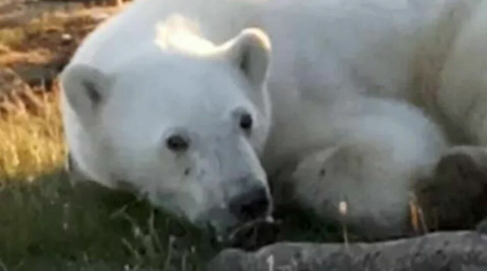 Белый медведь из Диксона спасен: банка из пасти успешно извлечена ветеринаром