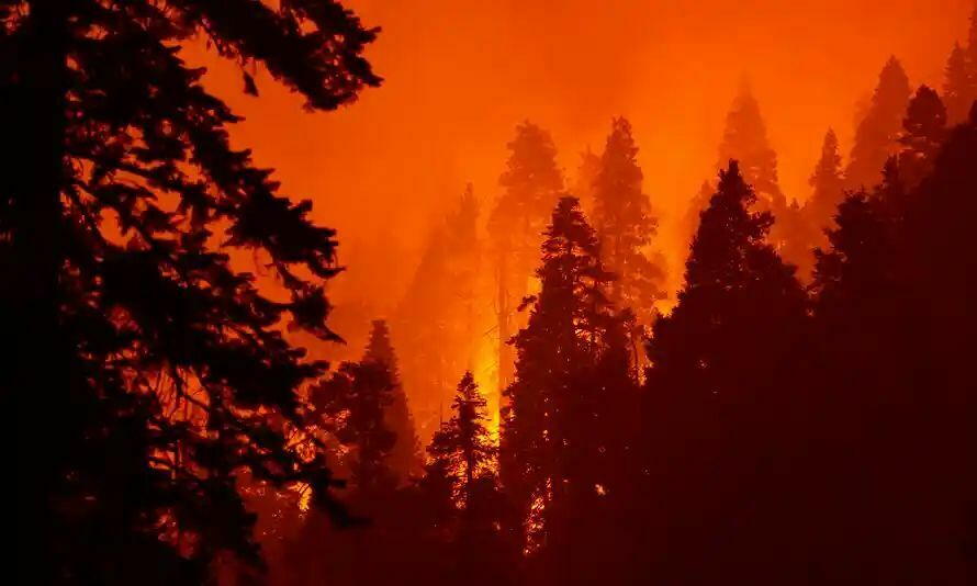 Гарвардские ученые связали лесные пожары со смертностью от ковида