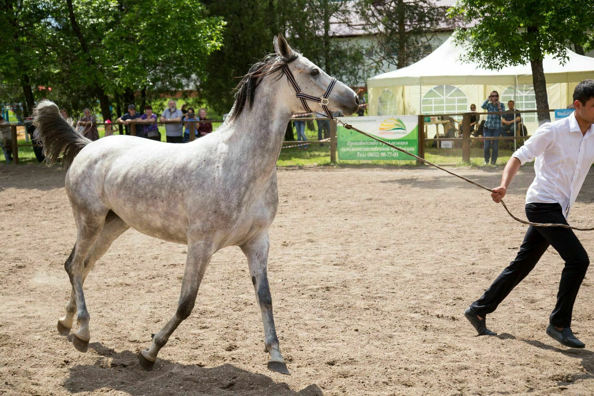 Экспорт арабских лошадей со Ставрополья впервые стал меньше продаж по РФ