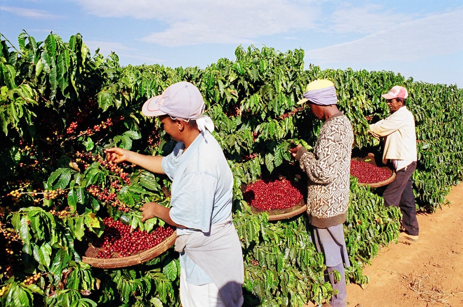 Колумбийские фермеры взвинтили мировые цены на кофе