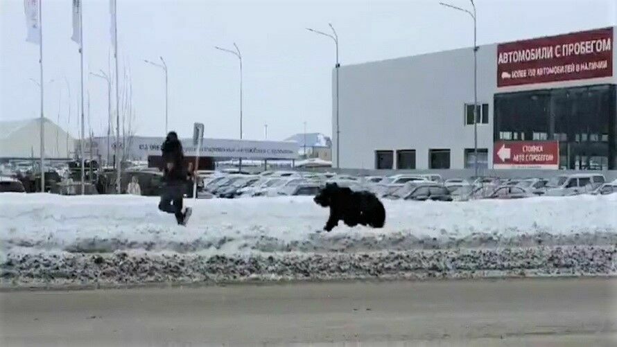 В Нижневартовске на улице поймали напуганного медведя