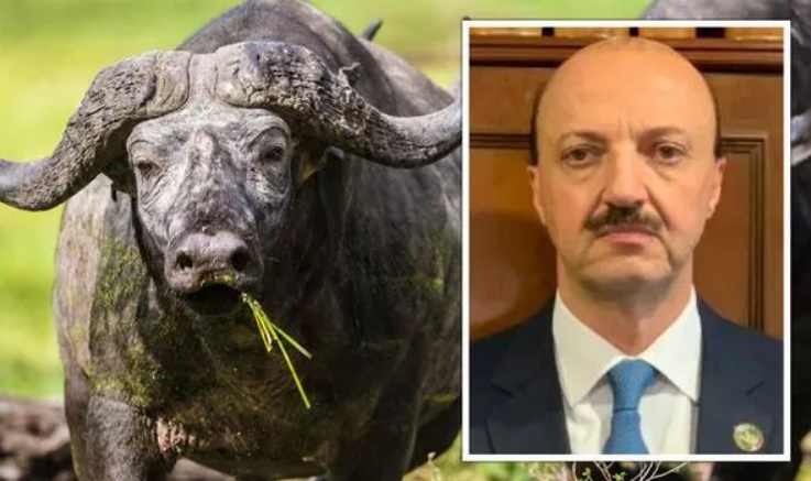 Президент Федерации охоты Мексики погиб от рогов буйвола