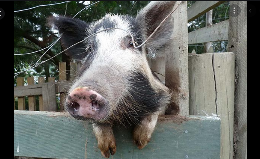 В Германии будут разводить свиней для пересадки сердца людям. Зоозащита - против