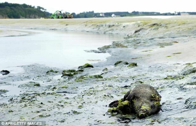 В Финском заливе учёные обнаружили критическую концентрацию водорослей-убийц