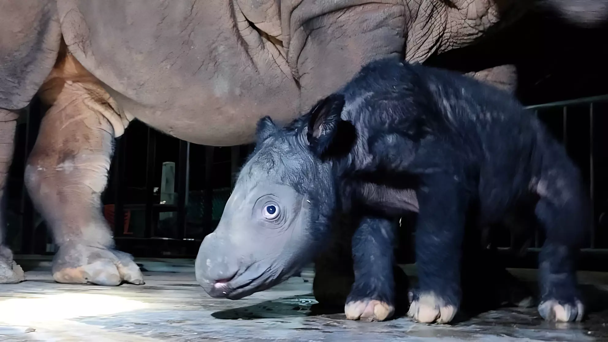 Обреченные на исчезновение: в Индонезии родился детеныш редчайшего вида носорогов