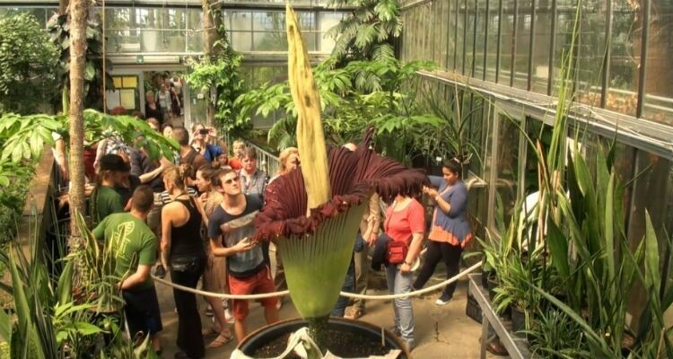 За цветением «трупного цветка» в бельгийском ботаническом саду можно наблюдать онлайн