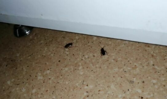 Посетители детской больницы Перми пожаловались на обилие тараканов