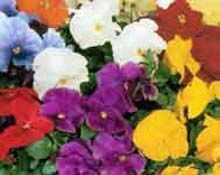 Мурманск украшают цветами