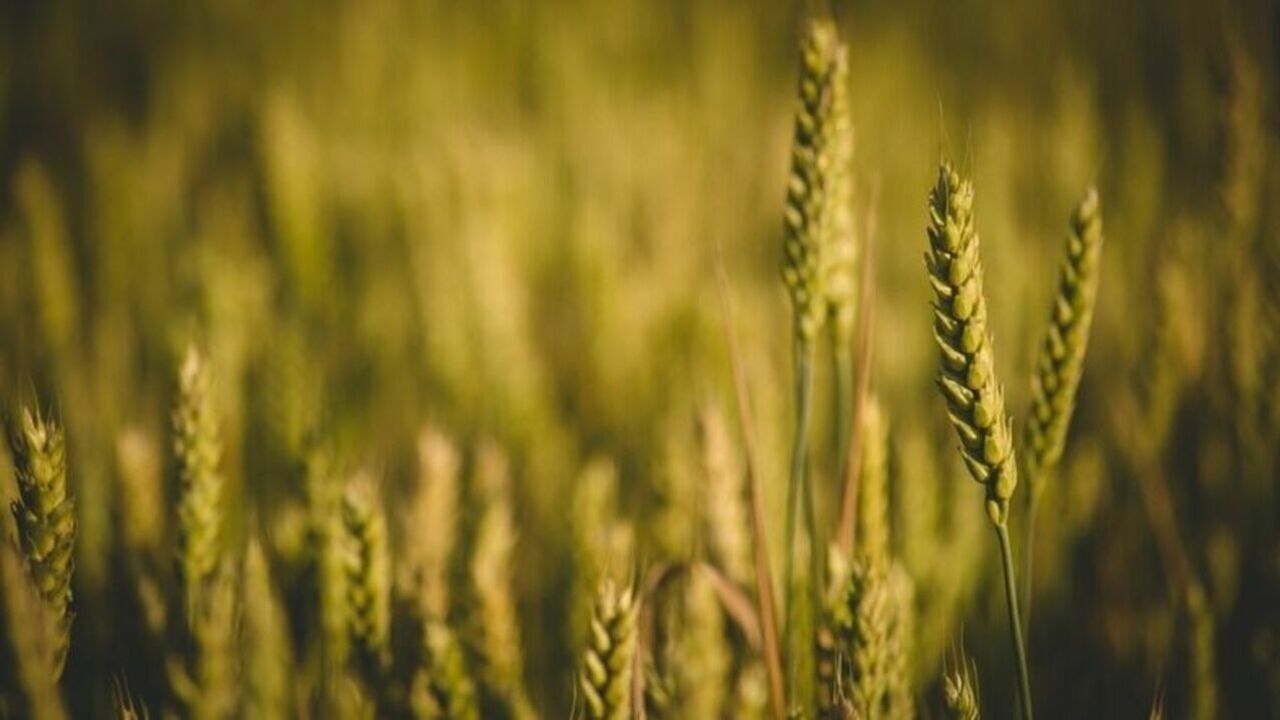 Поставки пшеницы из России выросли вдвое с начала спецоперации