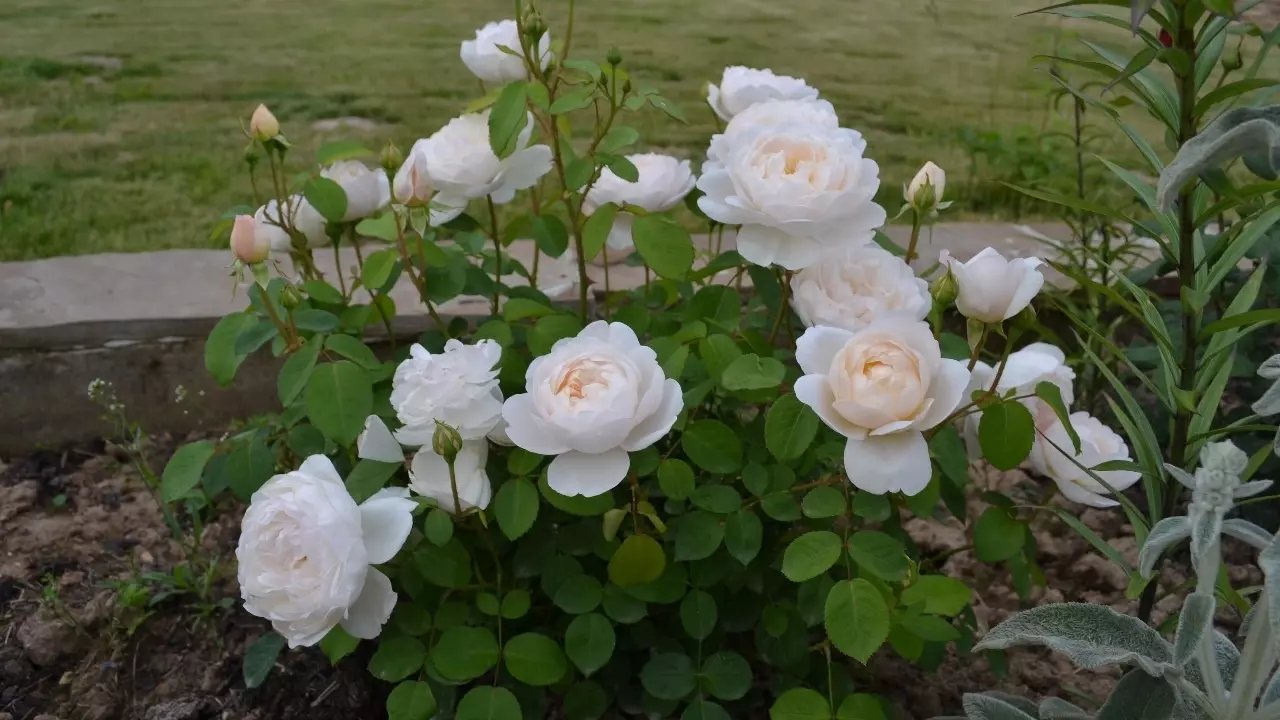Английские и почвопокровные розы очень неприхотливы