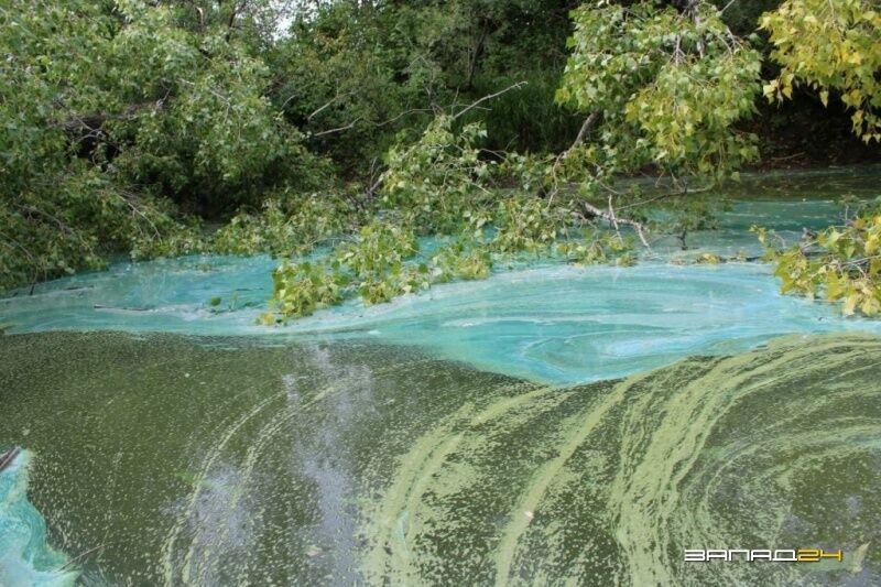 После загрязнения река под Красноярском окрасилась в ярко-бирюзовый цвет