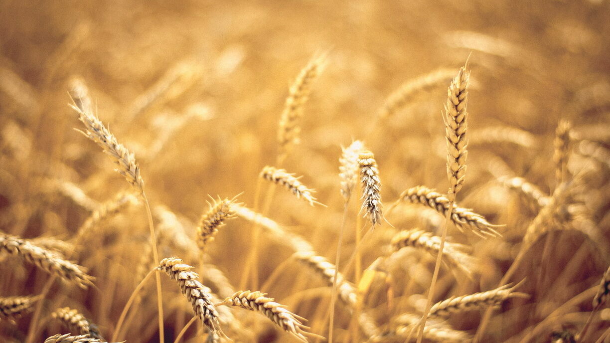 Птицеводы требуют запретить экспорт из России фуражной пшеницы