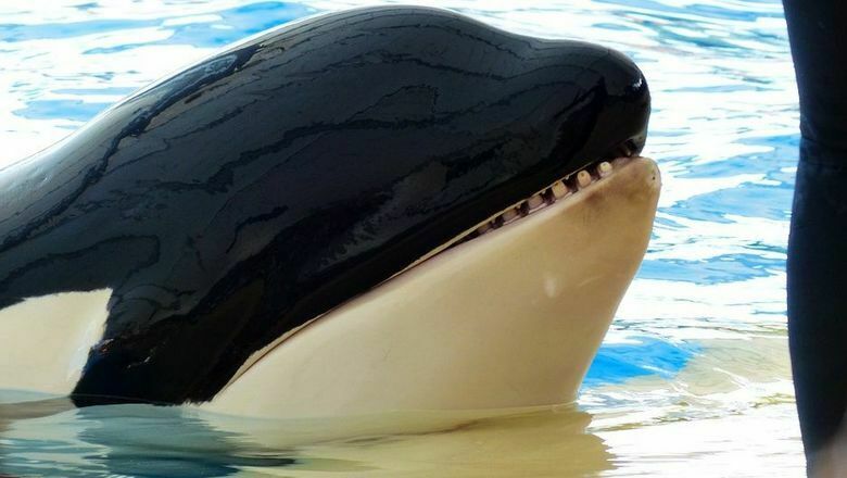 Ученые берут анализы крови у косаток в "китовой тюрьме"