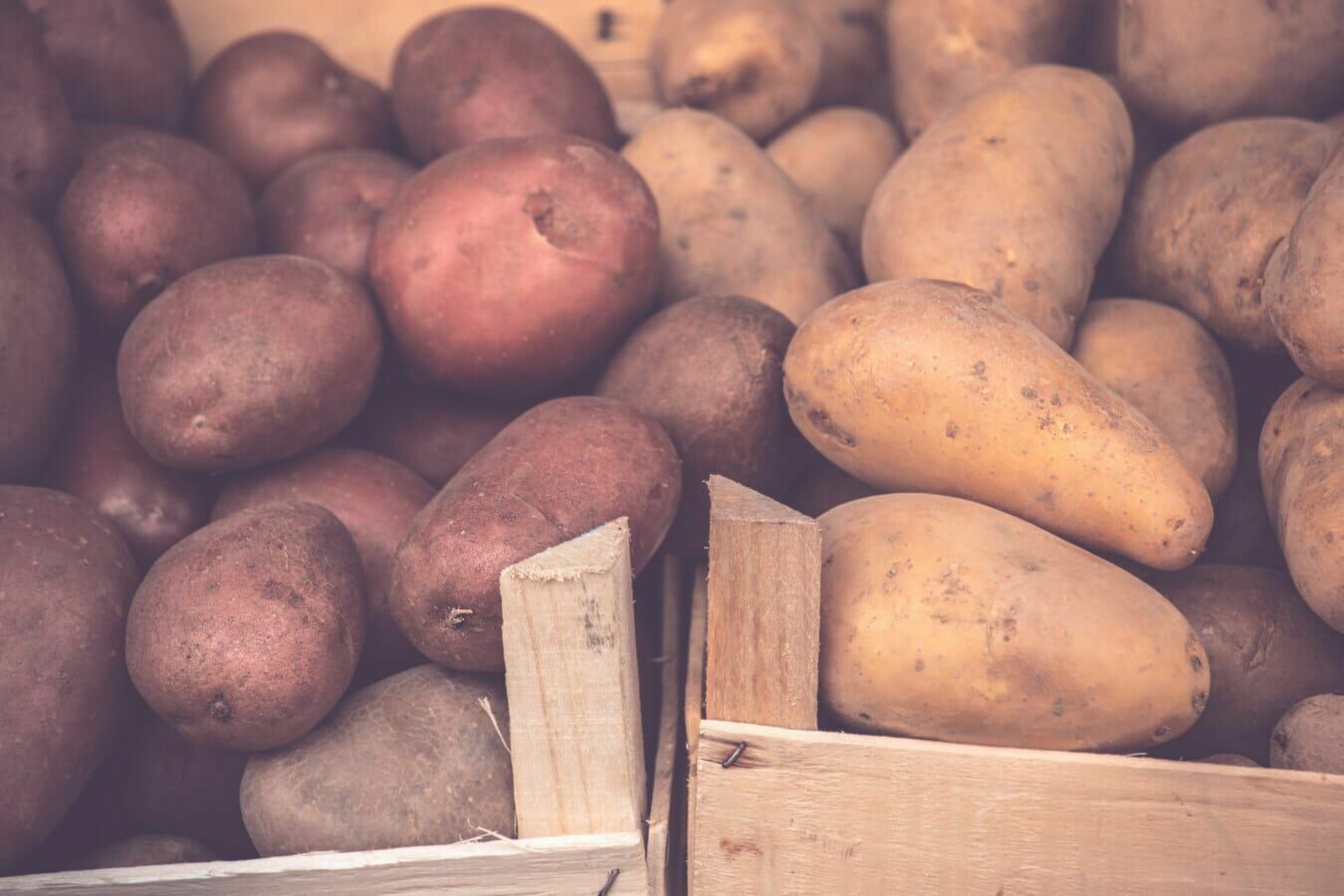 На Урале смогут заменить импортный картофель отечественным уже через три года