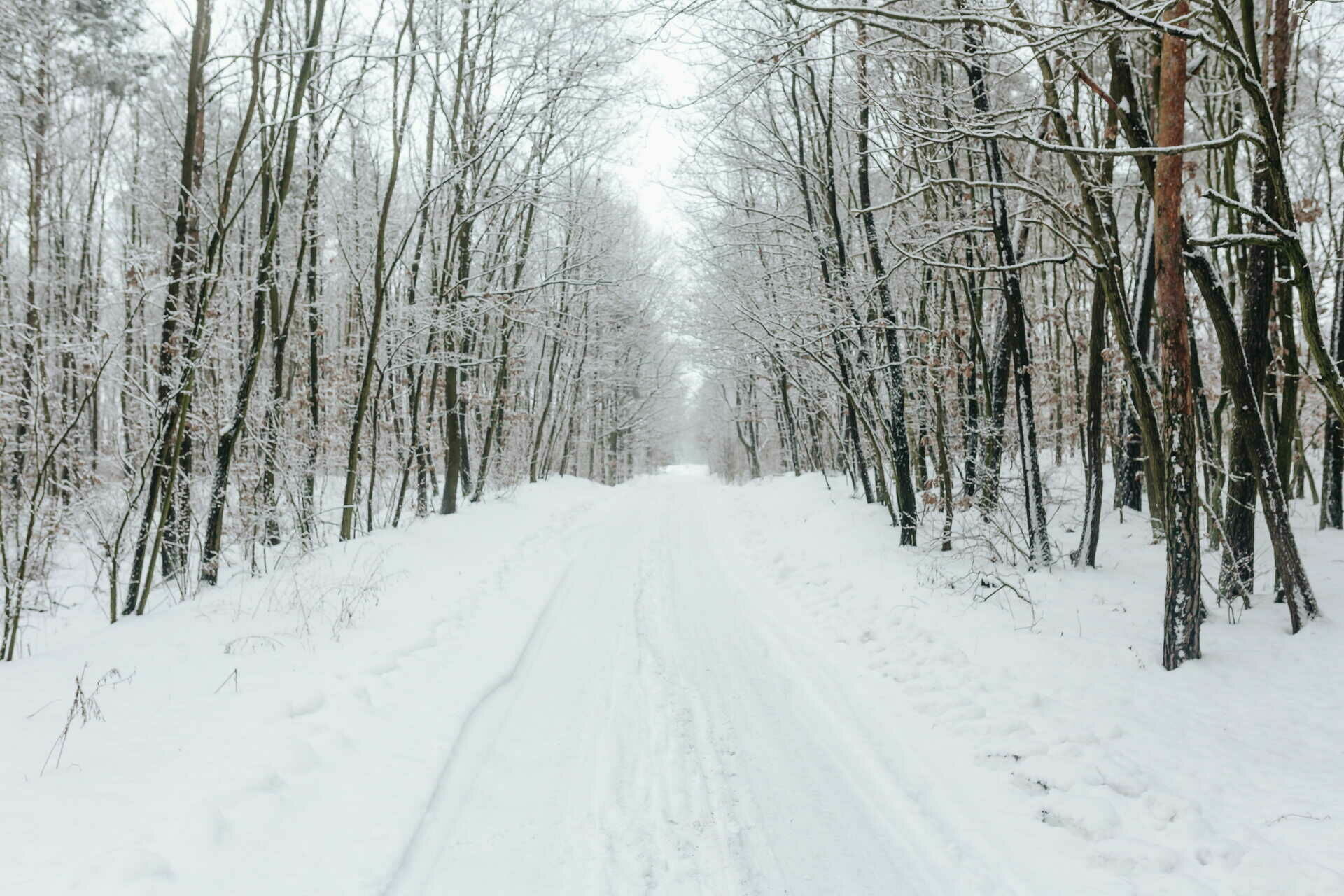 Под Новосибирском в лесу насмерть замерз мужчина