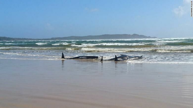 В Австралии начато спасение 270 выбросившихся на берег черных дельфинов