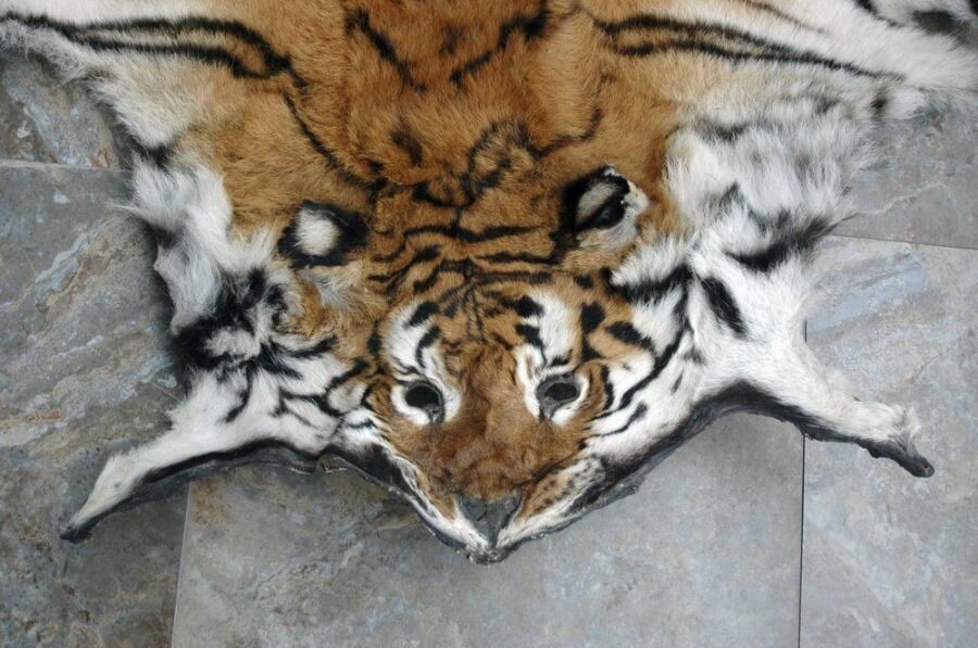 Граница Индии и Бутана, 2011 год: шкура тигра, изъятая у браконьеров индийскими правоохранительными органами. С начала карантина в Индии по меньшей мере четыре тигра и шесть леопардов были убиты браконьерами, сообщило Общество охраны дикой природы Индии