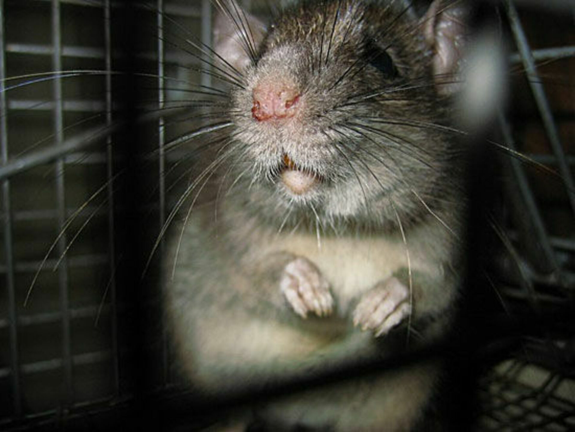 что такое крыса в пабг фото 91