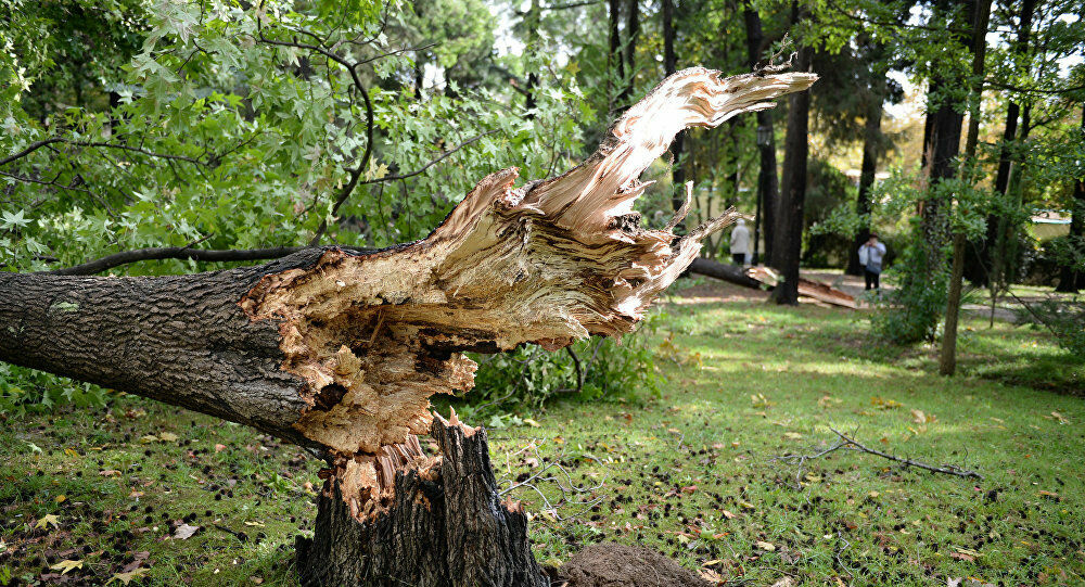 Ураган повалил 194 дерева в Санкт-Петербурге