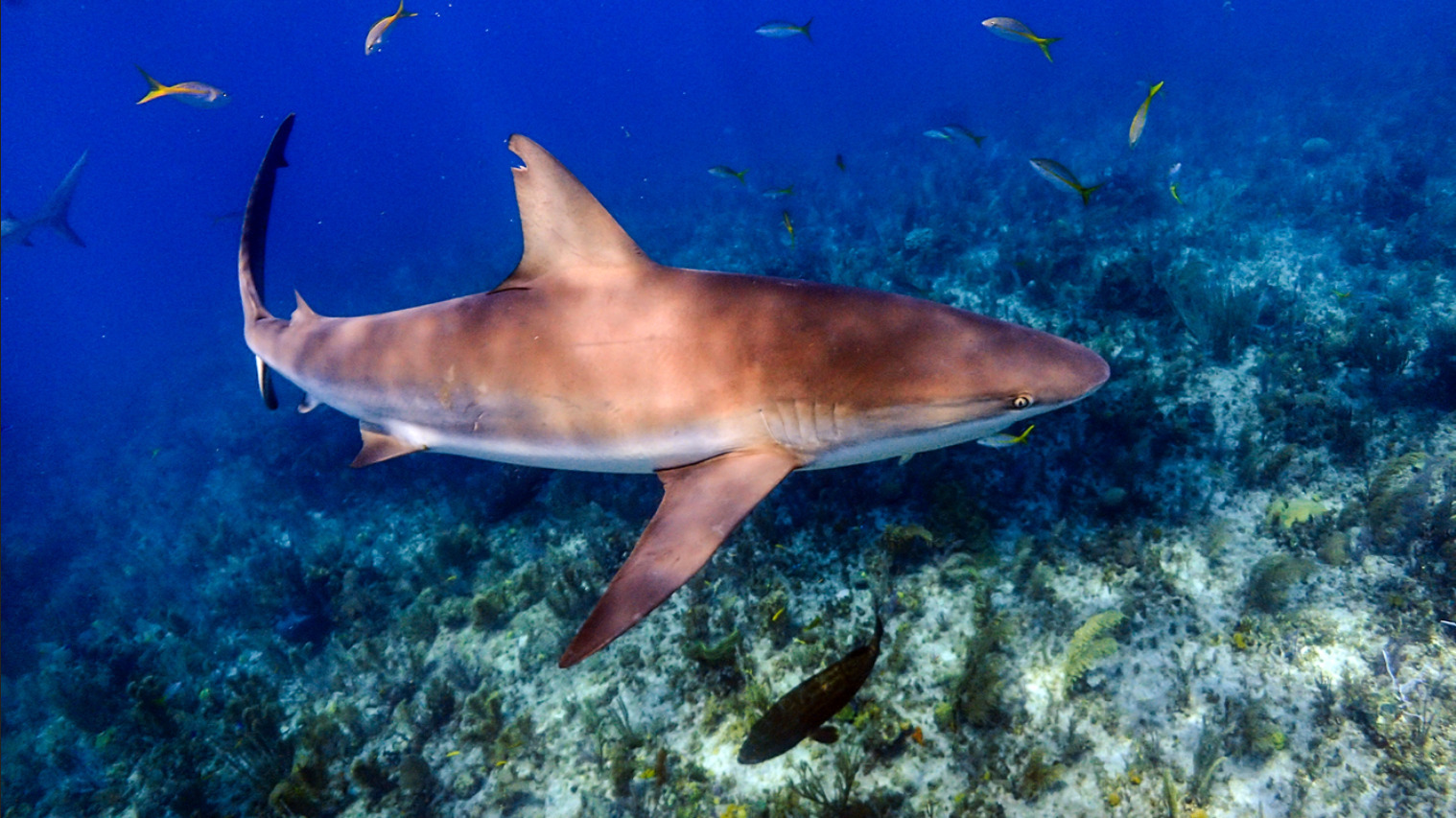 Рифовая карибская акула у берегов Кубы