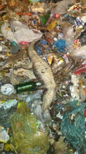 Фото дня: в Сочи на свалке нашли трупы крокодила и питона