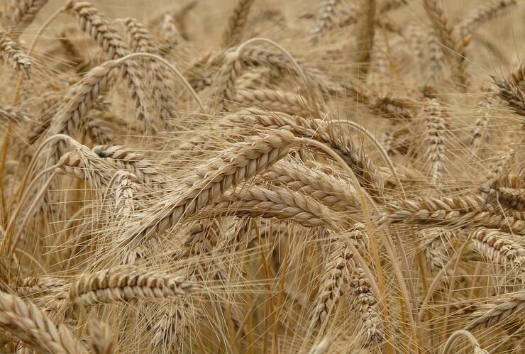 ООН прогнозирует рекордный урожай зерна в РФ в этом году