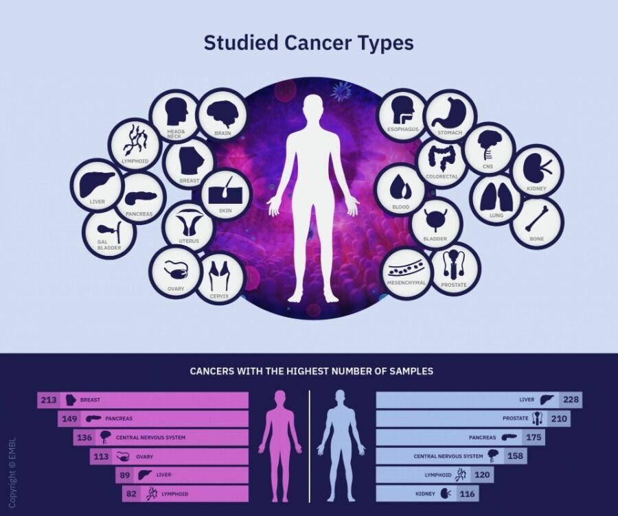 Виды рака, которые изучались в исследовании