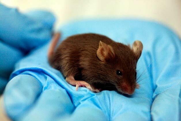 Испанские ученые справились с Альцгеймером у мышей