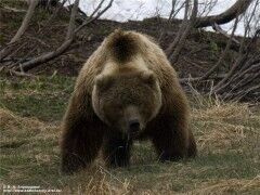 В Мурманской области объявили охоту на медведя, осквернившего могилы